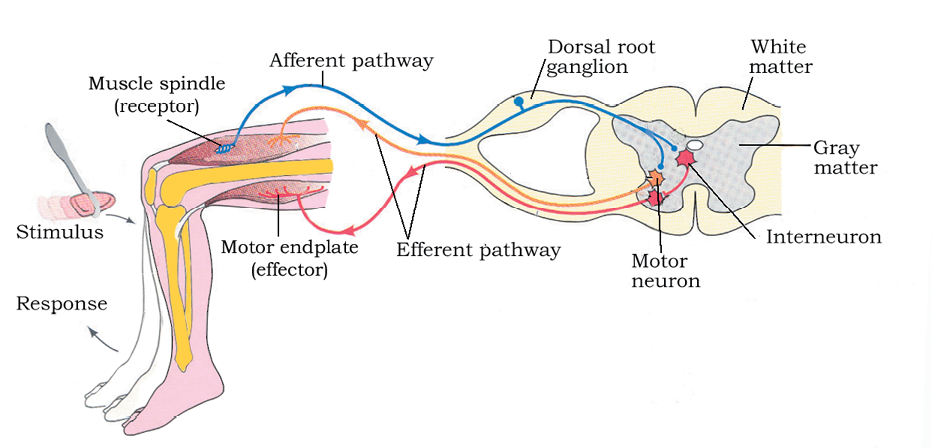 21-neural-control-and-coordination-biology